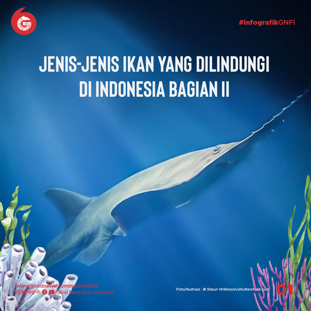 Jenis Ikan Yang Dilindungi Di Indonesia Vrogue Co