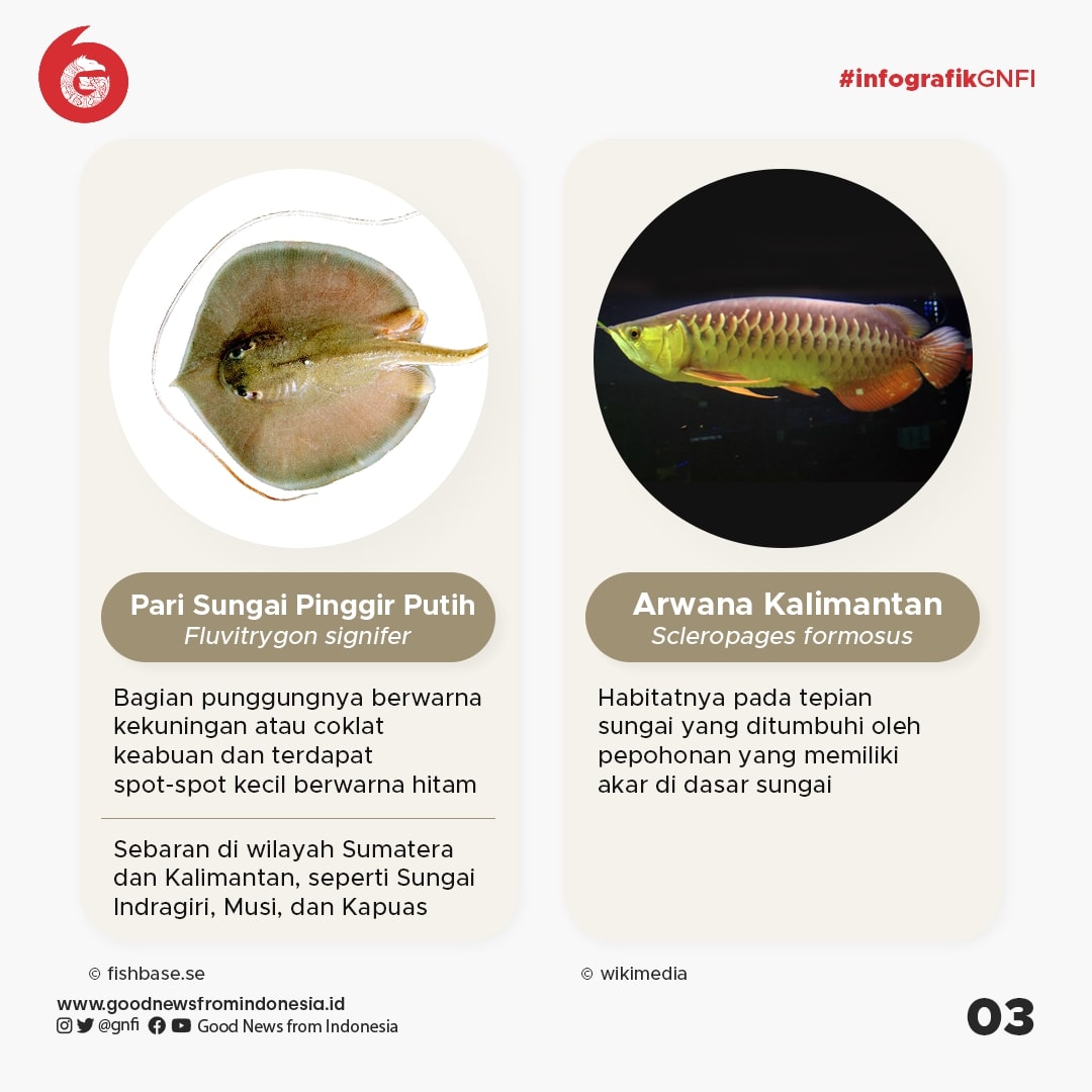 Jenis Jenis Ikan Yang Dilindungi Di Indonesia Bagian Infografik GNFI