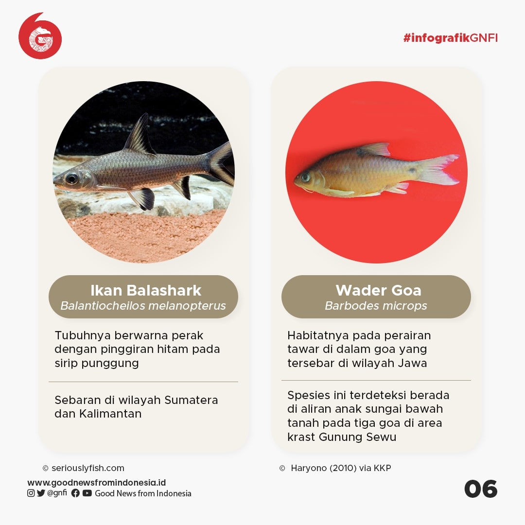 Jenis Jenis Ikan Yang Dilindungi Di Indonesia Bagian Infografik Gnfi