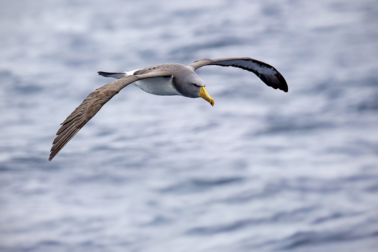 hewan huruf a - albatross