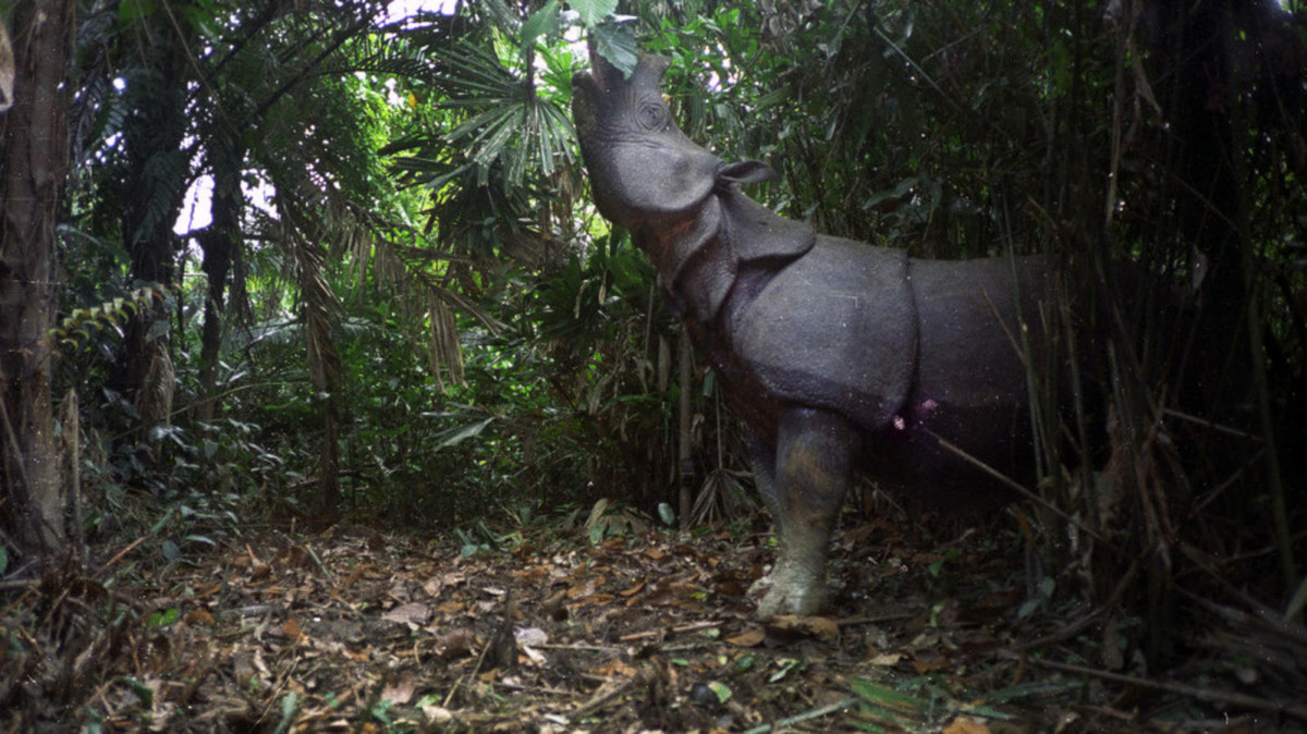 Носорог яванский Индонезия