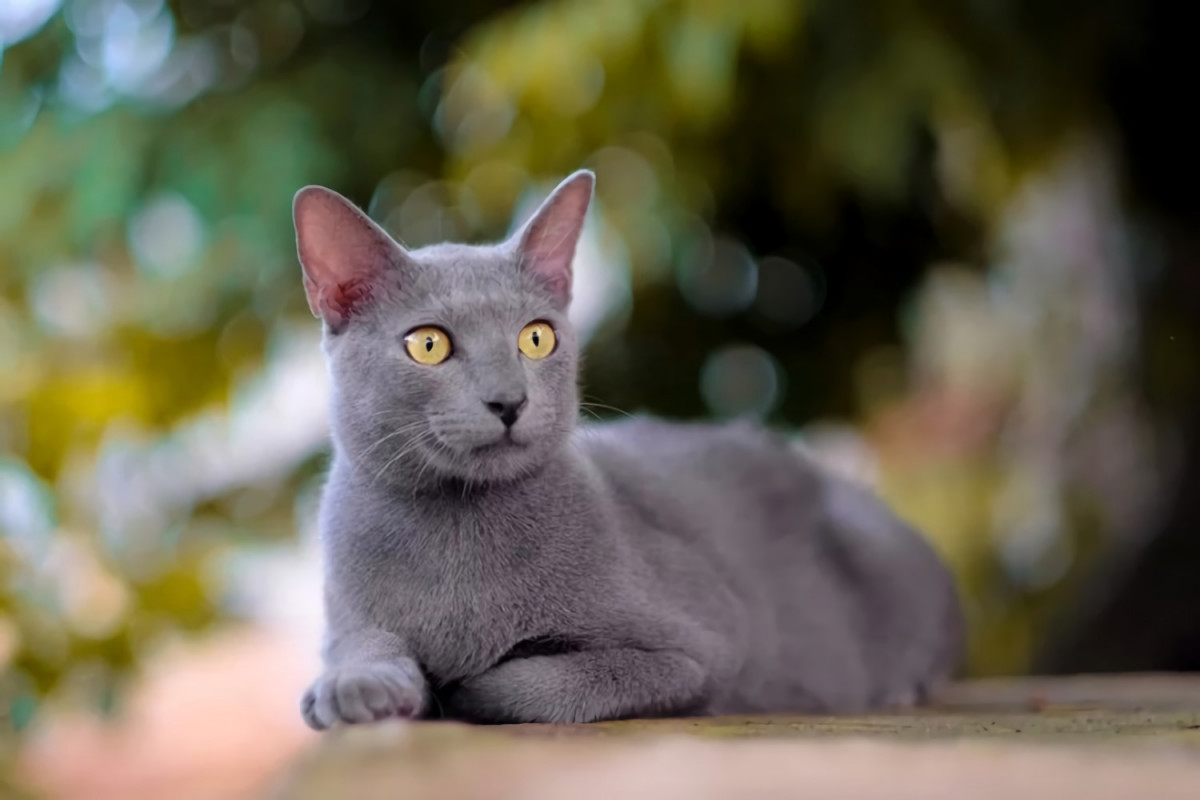 Kucing Asli Indonesia Yang Jarang Diketahui Banyak Orang
