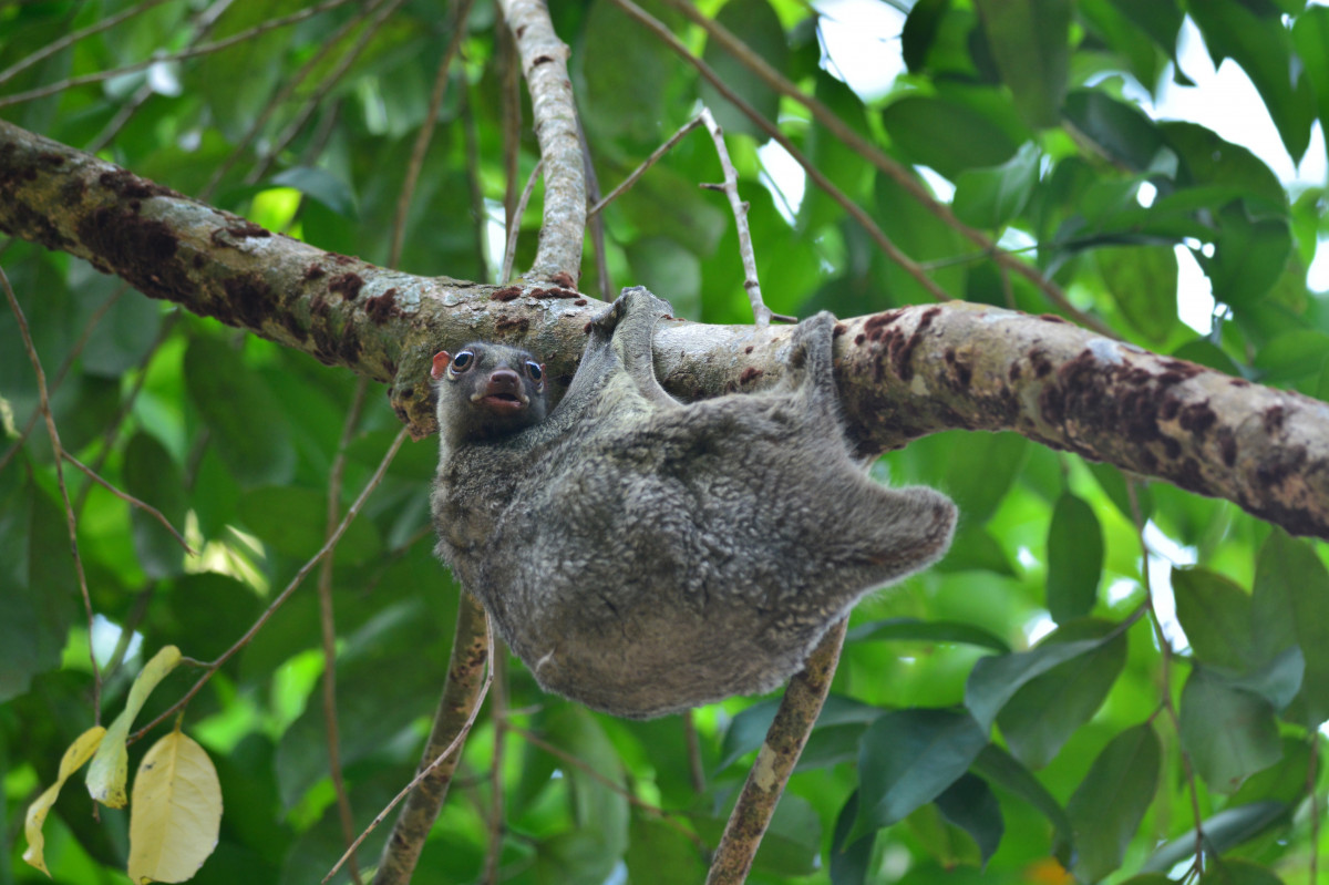 Mengenal Keunikan Kubung Sunda yang Hanya Memiki Dua Spesies di Dunia