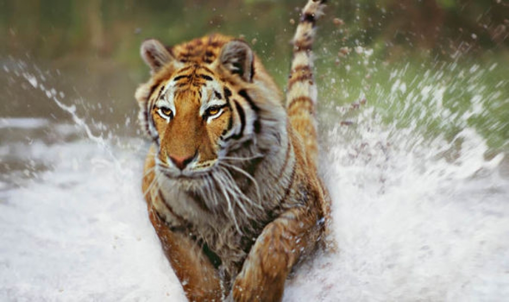 Film "Sumatran Last Tiger" Berjaya di Festival Film New 
