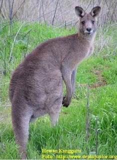 Indonesian Kangaroo