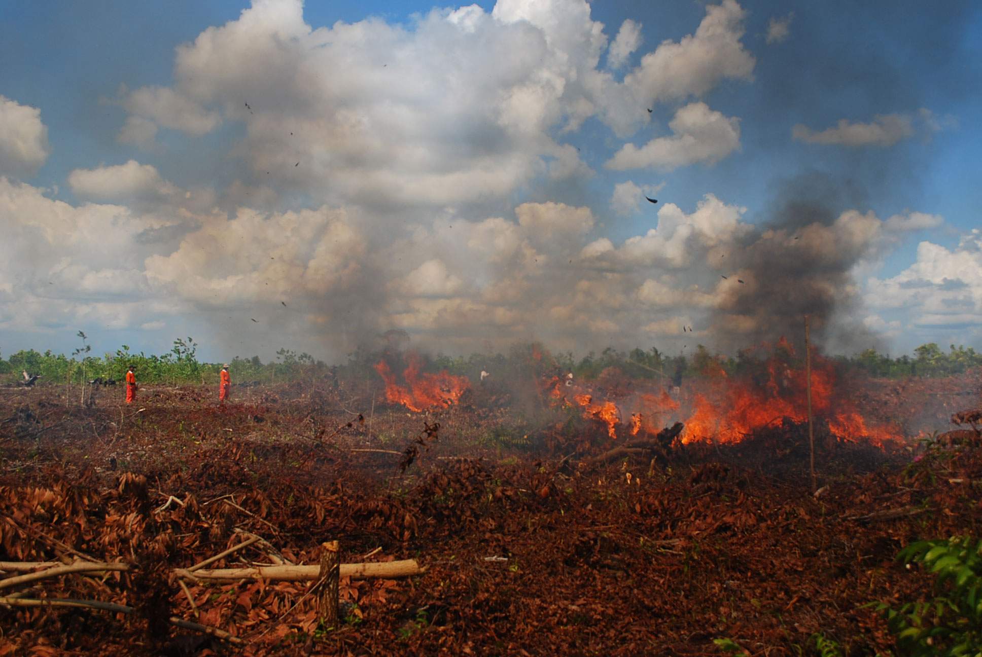 Data Kebakaran Hutan Di Indonesia Terkait Data My Xxx Hot Girl