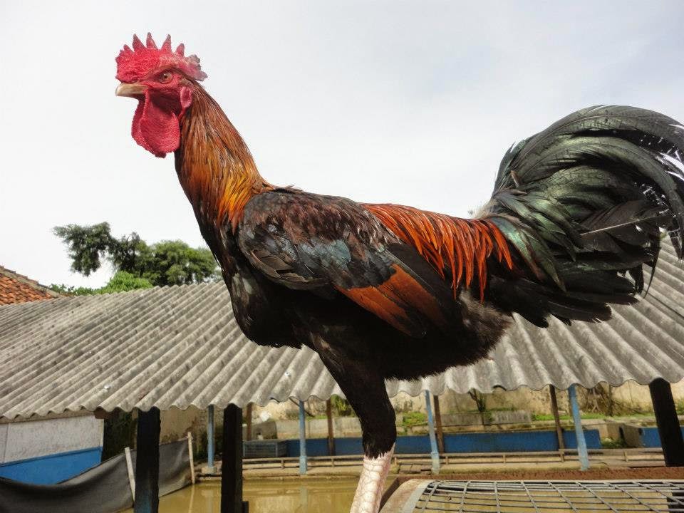  Ayam  ayam  Eksotis Indonesia Ini Harganya Selangit Good 