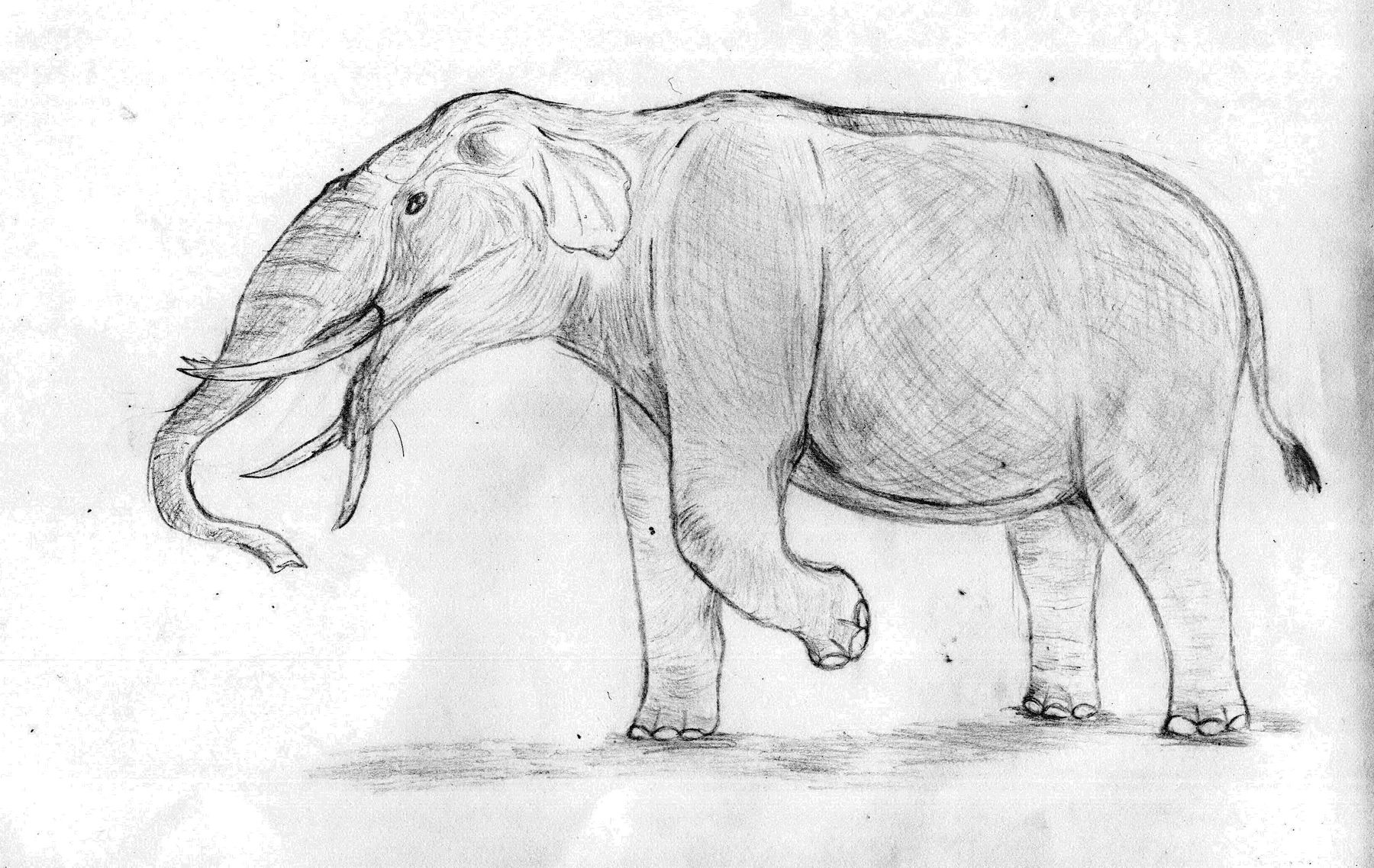 Sketsa Hewan Gajah