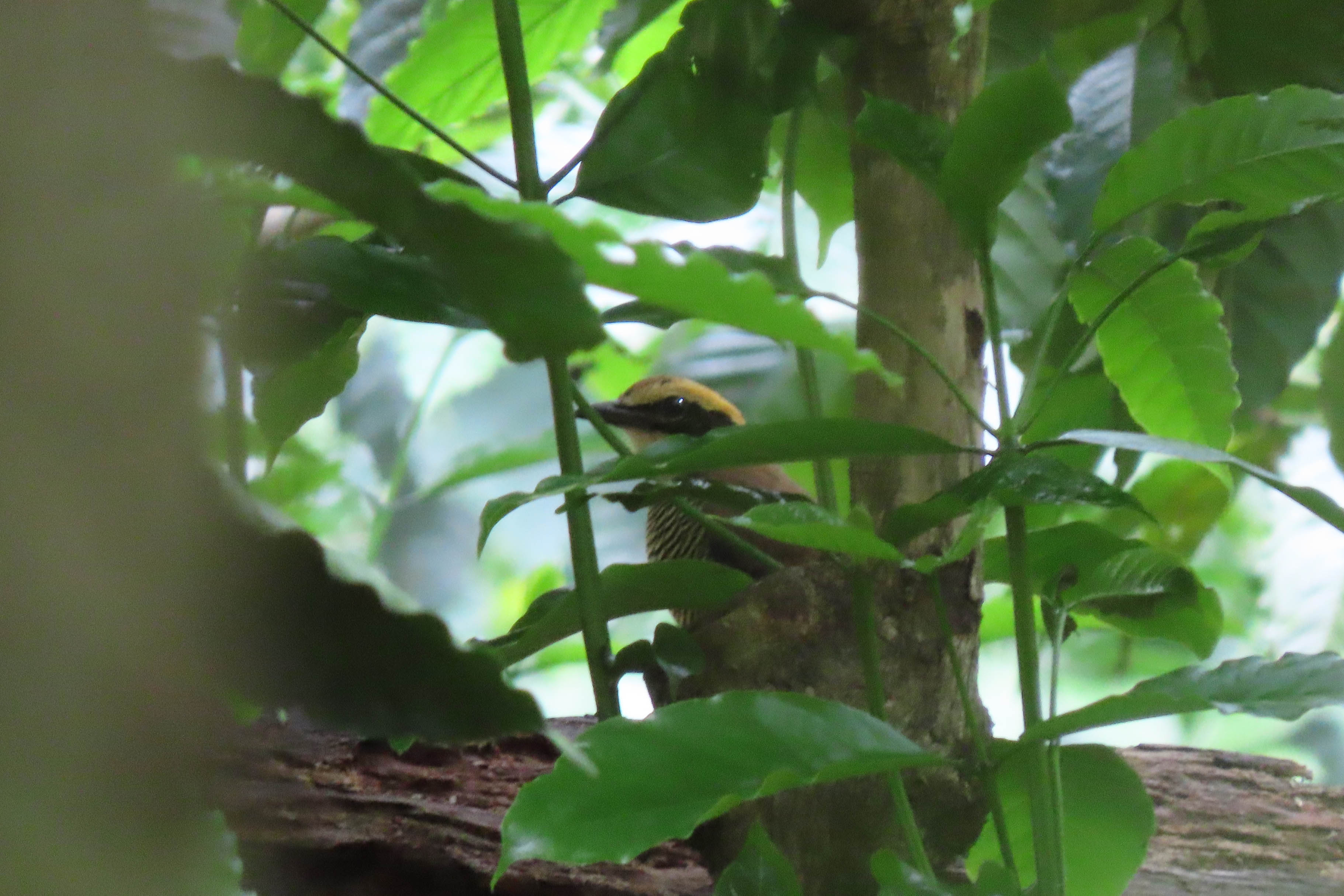 Paok pancawarna (Hydrornis guajana) menelisik untuk mencari mangsa di atas tanah. Paok pancawarna menjadi salah satu burung yang dilindungi oleh pemerintah. Yopi Haryandi