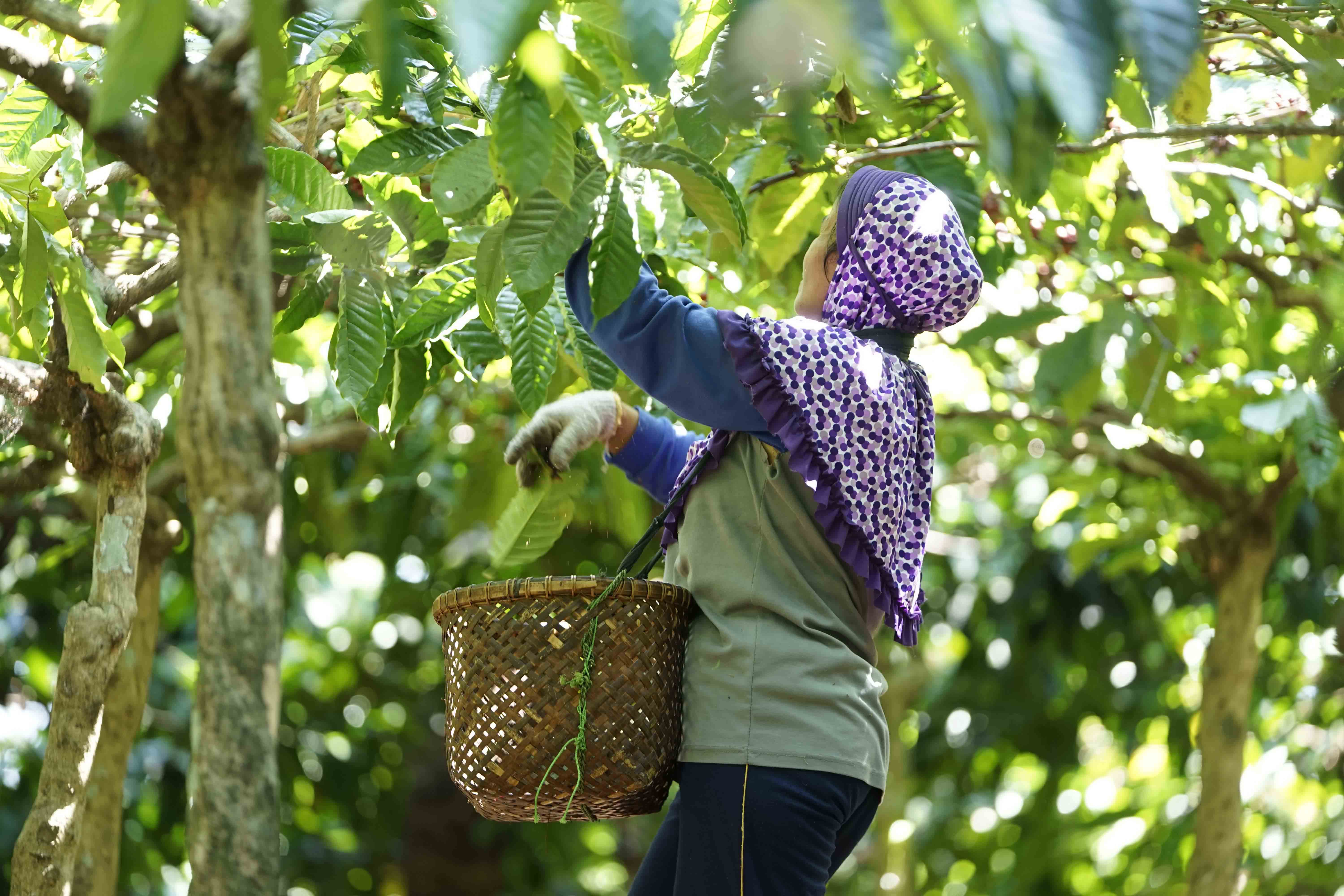 Petani kopi memetik buah yang sudah masak dengan cepat dan teliti untuk kemudian dijual ke tengkulak atau diproduksi sendiri. Salahuddin Halim