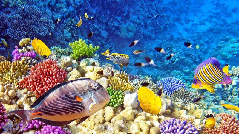 Hasil gambar untuk dunia tumbuhan laut dan binatang laut